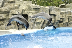Dolphinariums