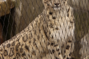 New home for snow leopards in Stuttgart's Wilhelma zoo