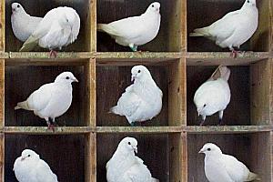 Colombiers (pigeonniers)