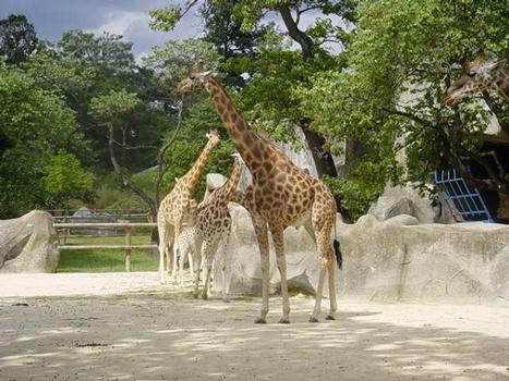 Grand Rocher du Zoo de Vincennes: Animaux dans le décor de rochers artificiels, autour du Grand Rocher du Zoo de Vincennes. Girafes