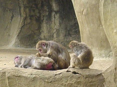 Grand Rocher du Zoo de Vincennes: Animaux dans le décor de rochers artificiels, autour du Grand Rocher du Zoo de Vincennes.
Macaques du Japon