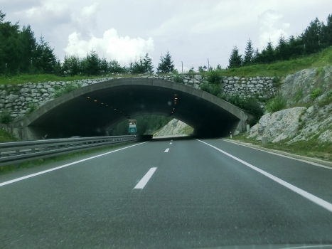 Dedin Tunnel eastern portal