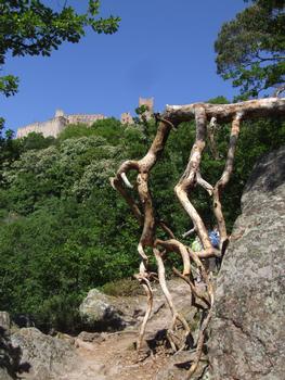 Ribeauvillé - Château Saint-Ulrich - Une montée de 45 mn à partir de Ribeauvillé, au milieu des vignes et des bois