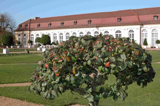Orangerie - Ansbach