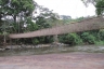 Lianenbrücke Poubara