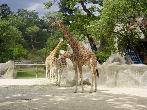 Grand Rocher du Zoo de Vincennes Animaux dans le décor de rochers artificiels, autour du Grand Rocher du Zoo de Vincennes. Girafes