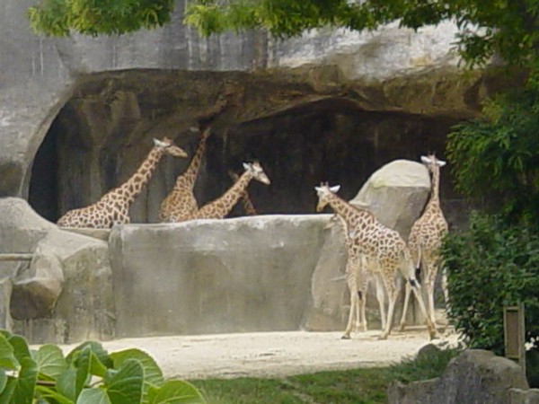 Grand Rocher du Zoo de Vincennes Animaux dans le décor de rochers artificiels, autour du Grand Rocher du Zoo de Vincennes.
Girafes