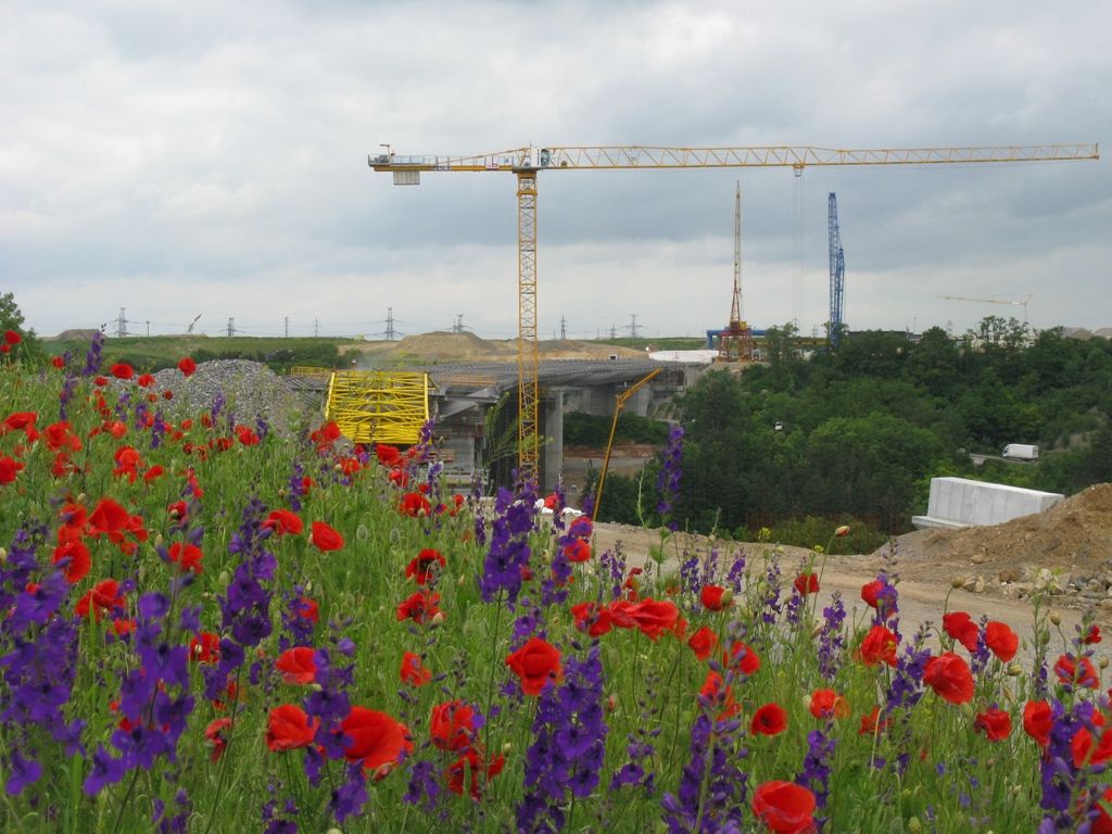 Spring flowers near the Lochkov Bridge site 