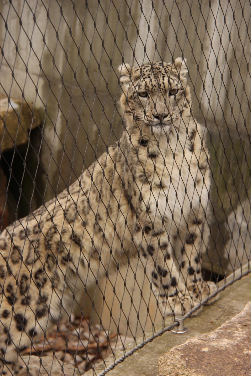 The new snow leopard enclosure offers perfect conditions for the protection of the endangered species. The new snow leopard enclosure offers perfect conditions for the protection of the endangered species.