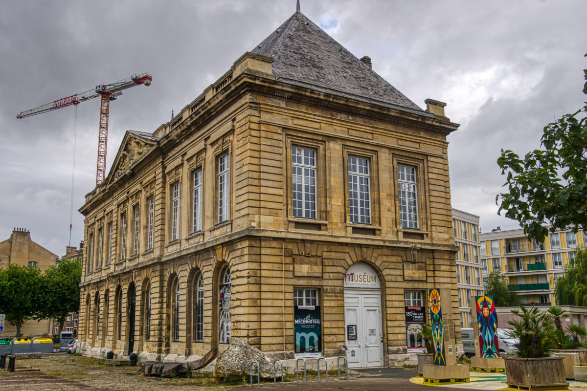 Colibri  Muséum d'histoire naturelle du Havre