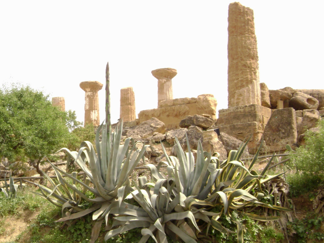 Les ruines du temple d'Heraklès (Hercule), le plus ancien du site antique d'Agrigente (Sicile) - 520-511 avant J.C 